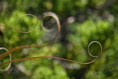 tasmanien 334 copyright piotr nogal tasmanien 334 copyright piotr nogal