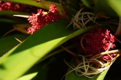 tasmanien 335 copyright piotr nogal tasmanien 335 copyright piotr nogal