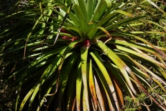 tasmanien 336 copyright piotr nogal tasmanien 336 copyright piotr nogal