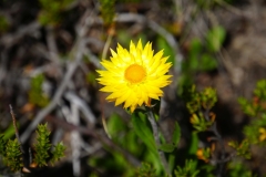 tasmanien 337 copyright piotr nogal tasmanien 337 copyright piotr nogal