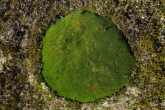 tasmanien 339 copyright piotr nogal tasmanien 339 copyright piotr nogal