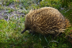 tasmanien 342 copyright piotr nogal tasmanien 342 copyright piotr nogal