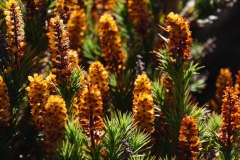 tasmanien 345 copyright piotr nogal tasmanien 345 copyright piotr nogal