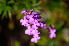 tasmanien 346 copyright piotr nogal tasmanien 346 copyright piotr nogal