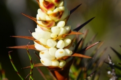 tasmanien 347 copyright piotr nogal tasmanien 347 copyright piotr nogal