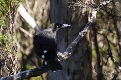 tasmanien 348 copyright piotr nogal tasmanien 348 copyright piotr nogal