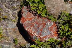 tasmanien 353 copyright piotr nogal tasmanien 353 copyright piotr nogal