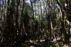 tasmanien 358 copyright piotr nogal tasmanien 358 copyright piotr nogal