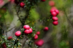 tasmanien 361 copyright piotr nogal tasmanien 361 copyright piotr nogal