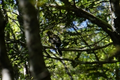 tasmanien 362 copyright piotr nogal tasmanien 362 copyright piotr nogal