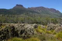 tasmanien 363 copyright piotr nogal tasmanien 363 copyright piotr nogal