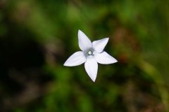 tasmanien 368 copyright piotr nogal tasmanien 368 copyright piotr nogal