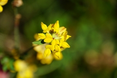 tasmanien 369 copyright piotr nogal tasmanien 369 copyright piotr nogal