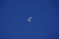 tasmanien 373 copyright piotr nogal