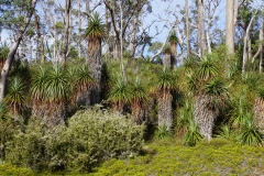 tasmanien 374 copyright piotr nogal