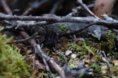 tasmanien 375 copyright piotr nogal