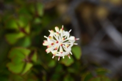 tasmanien 386 copyright piotr nogal