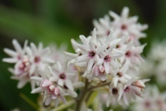 tasmanien 387 copyright piotr nogal