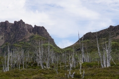 tasmanien 388 copyright piotr nogal