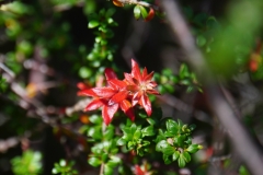 tasmanien 392 copyright piotr nogal