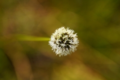 tasmanien 393 copyright piotr nogal