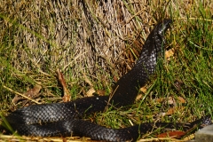 tasmanien 395 copyright piotr nogal