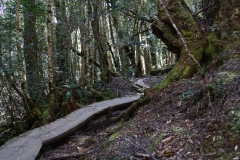 tasmanien 397 copyright piotr nogal tasmanien 397 copyright piotr nogal