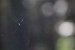 tasmanien 398 copyright piotr nogal tasmanien 398 copyright piotr nogal