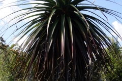 tasmanien 403 copyright piotr nogal tasmanien 403 copyright piotr nogal