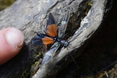 tasmanien 406 copyright piotr nogal tasmanien 406 copyright piotr nogal