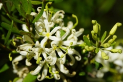 tasmanien 408 copyright piotr nogal tasmanien 408 copyright piotr nogal