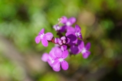 tasmanien 409 copyright piotr nogal