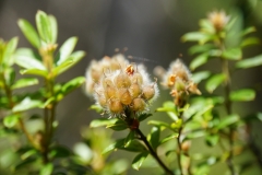 tasmanien 410 copyright piotr nogal