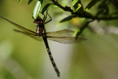 tasmanien 411 copyright piotr nogal