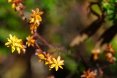 tasmanien 412 copyright piotr nogal