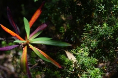 tasmanien 415 copyright piotr nogal