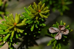 tasmanien 416 copyright piotr nogal