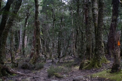 tasmanien 418 copyright piotr nogal