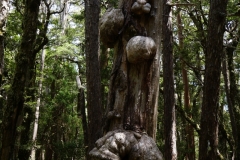 tasmanien 419 copyright piotr nogal