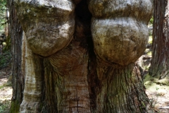 tasmanien 420 copyright piotr nogal