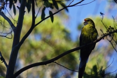 tasmanien 424 copyright piotr nogal tasmanien 424 copyright piotr nogal