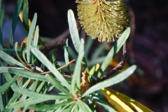 tasmanien 425 copyright piotr nogal tasmanien 425 copyright piotr nogal