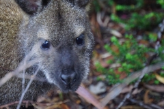 tasmanien 426 copyright piotr nogal tasmanien 426 copyright piotr nogal