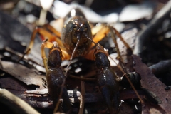 tasmanien 427 copyright piotr nogal tasmanien 427 copyright piotr nogal