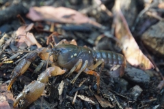 tasmanien 428 copyright piotr nogal tasmanien 428 copyright piotr nogal