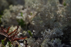 tasmanien 429 copyright piotr nogal tasmanien 429 copyright piotr nogal