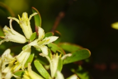 tasmanien 430 copyright piotr nogal tasmanien 430 copyright piotr nogal