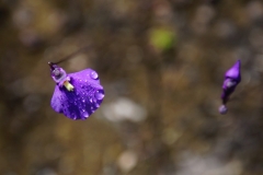 tasmanien 434 copyright piotr nogal tasmanien 434 copyright piotr nogal