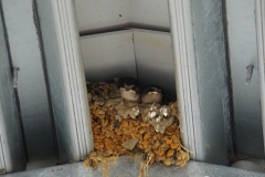 tasmanien 442 copyright piotr nogal tasmanien 442 copyright piotr nogal