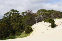 tasmanien 489 copyright piotr nogal